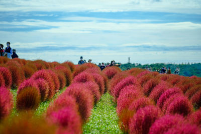 Scenic view of pink flowering plants on field against sky