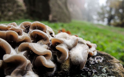 Close-up of mushrooms growing on tree