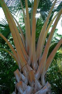 Low angle view of palm tree