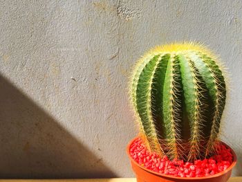 Close-up of potted cactus plant against wall