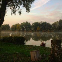 Reflection of trees in lake