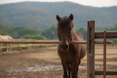 Horse standing in ranch