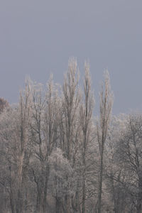 Low angle view of bare trees against sky
