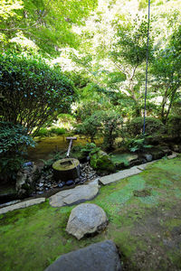 Stream flowing through rocks in forest