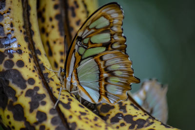 Close-up of butterfly on banana
