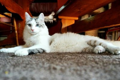 Portrait of cat relaxing on rug at home