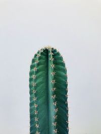 Close-up of cactus against sky