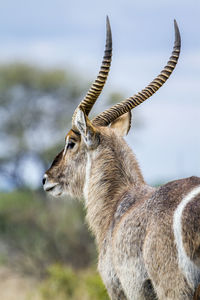 Close-up of deer standing on field