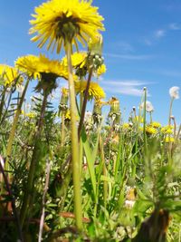 Close-up of sunflowers blooming on field against sky