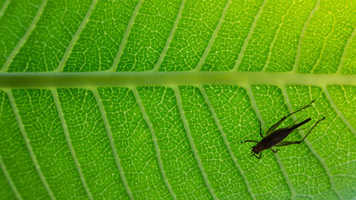 Close-up of insect on leaf