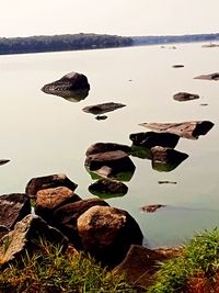 Close-up of ducks on rock by sea against clear sky