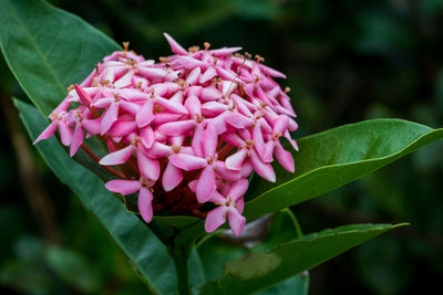 Close-up of pink flowers blooming outdoors