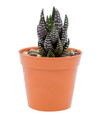 Close-up of potted plant against white background