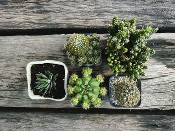 Close-up of potted plant