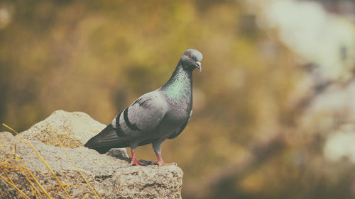 Close-up of bird perching on retaining wall