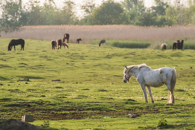 Horses in a field