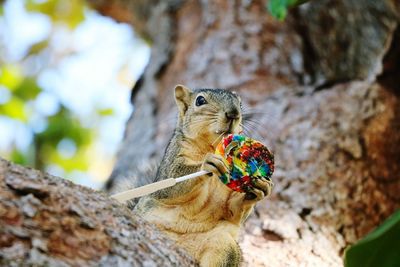 Squirrel holding lollipop while sitting on branch