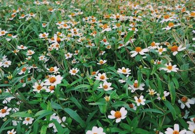 Full frame shot of flowers blooming in field