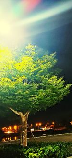 Yellow flowers growing against sky at night