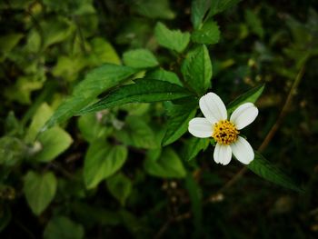 Close-up of white flowering plant