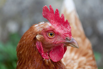 Close-up of rooster