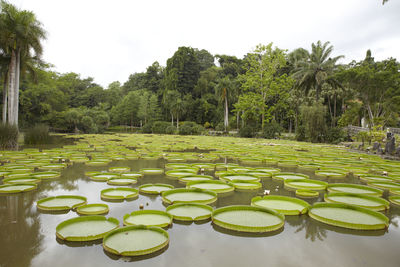 Lotus water lily in swimming pool against lake