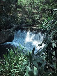 Scenic view of waterfall in forest