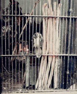 trapped