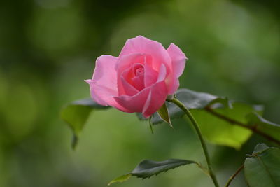 Close-up of pink rose