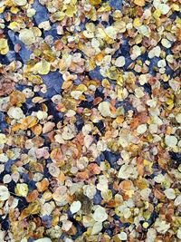 Full frame shot of yellow maple leaf