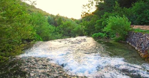 Scenic view of river flowing in forest