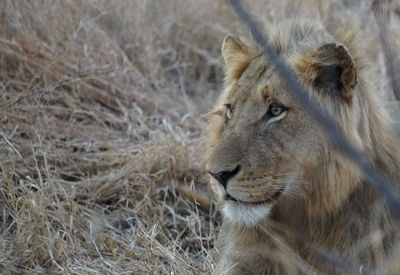 Close-up of a lion looking away