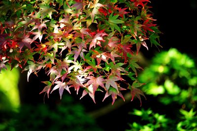 Close-up of maple leaves on tree