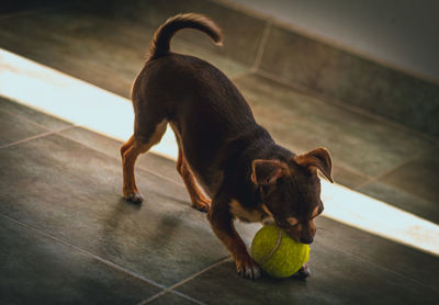 High angle view of a dog