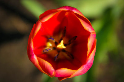 Close-up of red flower