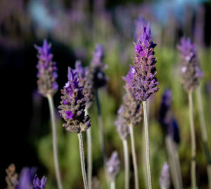 Close-up of purple flowering plant