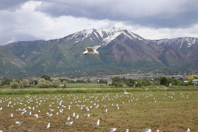 Scenic view of landscape and snowcapped mountains against sky