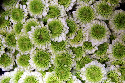 The green-white chrysanthemums in the bouquets on the flower market.