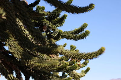 Low angle view of pine tree against sky