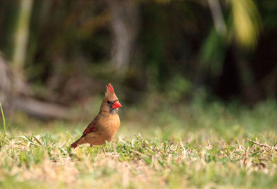 Female cardinal cardinalis cardinalis songbird in a garden in naples, florida