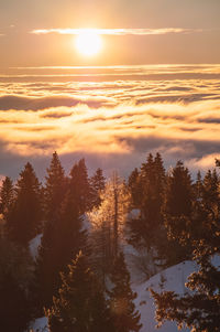 Sea of fog sunset with trees