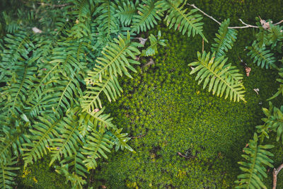 High angle view of leaves on tree