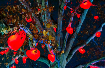 Close-up of red berries growing on tree