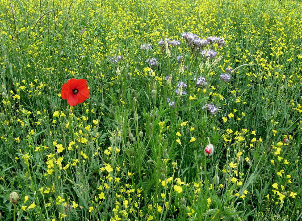 CLOSE-UP OF POPPY FLOWERS IN FIELD