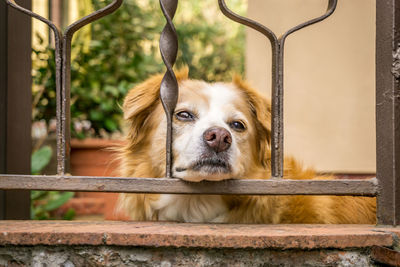 Portrait of dog looking through metal fence