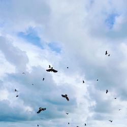 Low angle view of birds flying in sky