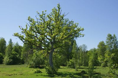 Trees growing on field against clear sky