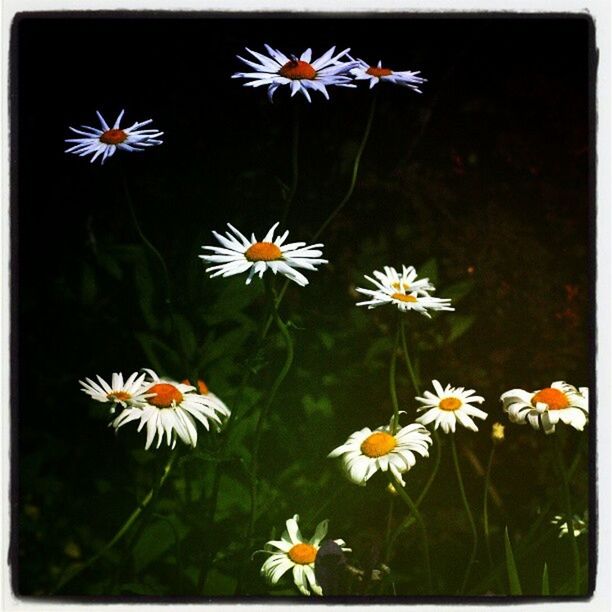 flower, petal, fragility, freshness, flower head, daisy, blooming, growth, beauty in nature, plant, nature, white color, pollen, high angle view, close-up, leaf, in bloom, field, yellow, day