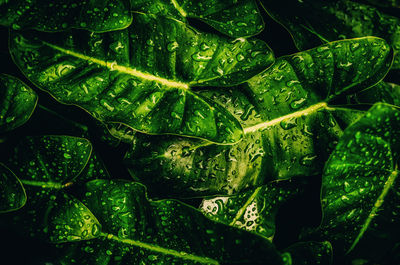 Full frame shot of wet leaves