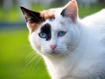 Close-up portrait of cat